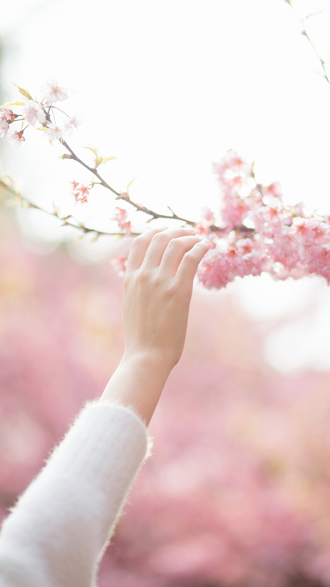 樱花物语